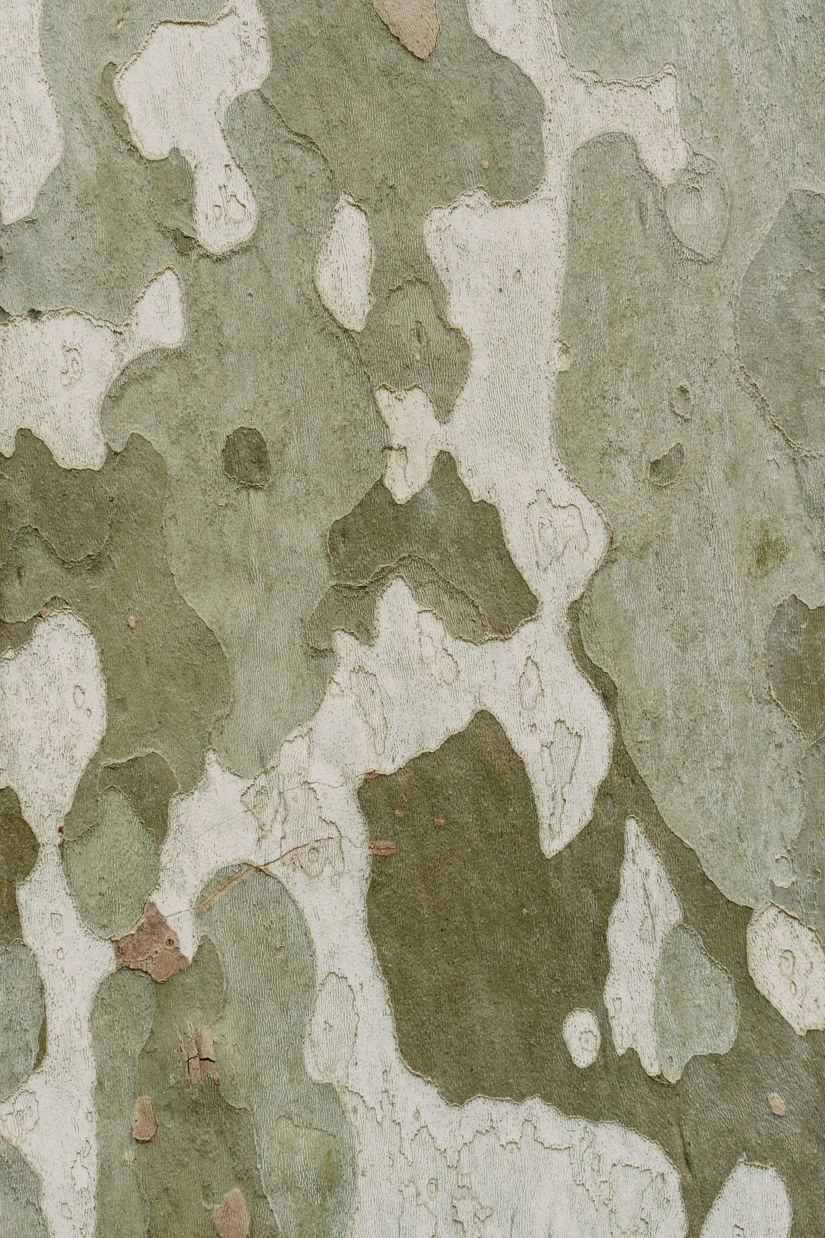 Pale green and cream bark in overlapping patches
