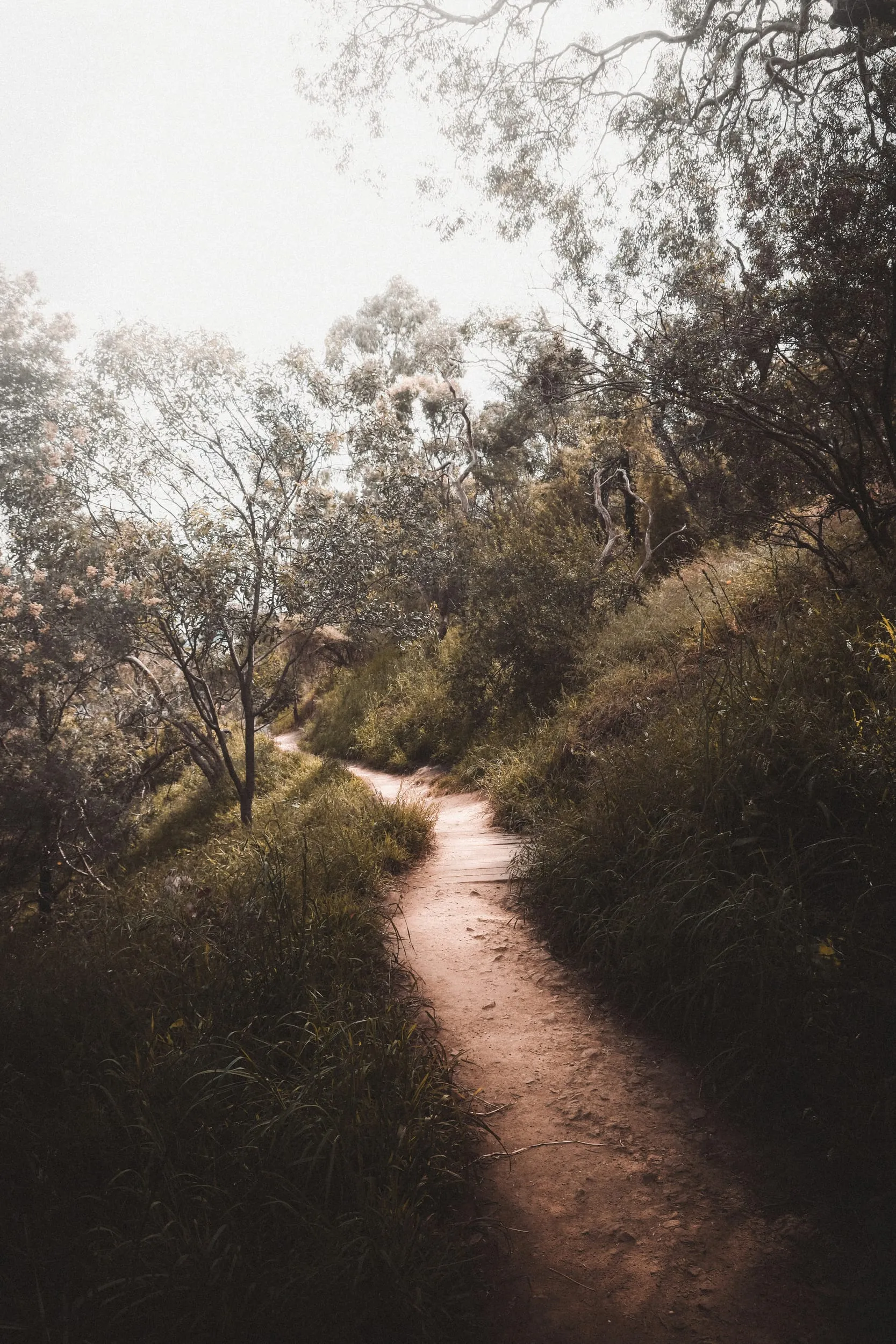 A narrow dirt track curving through coastal scrub