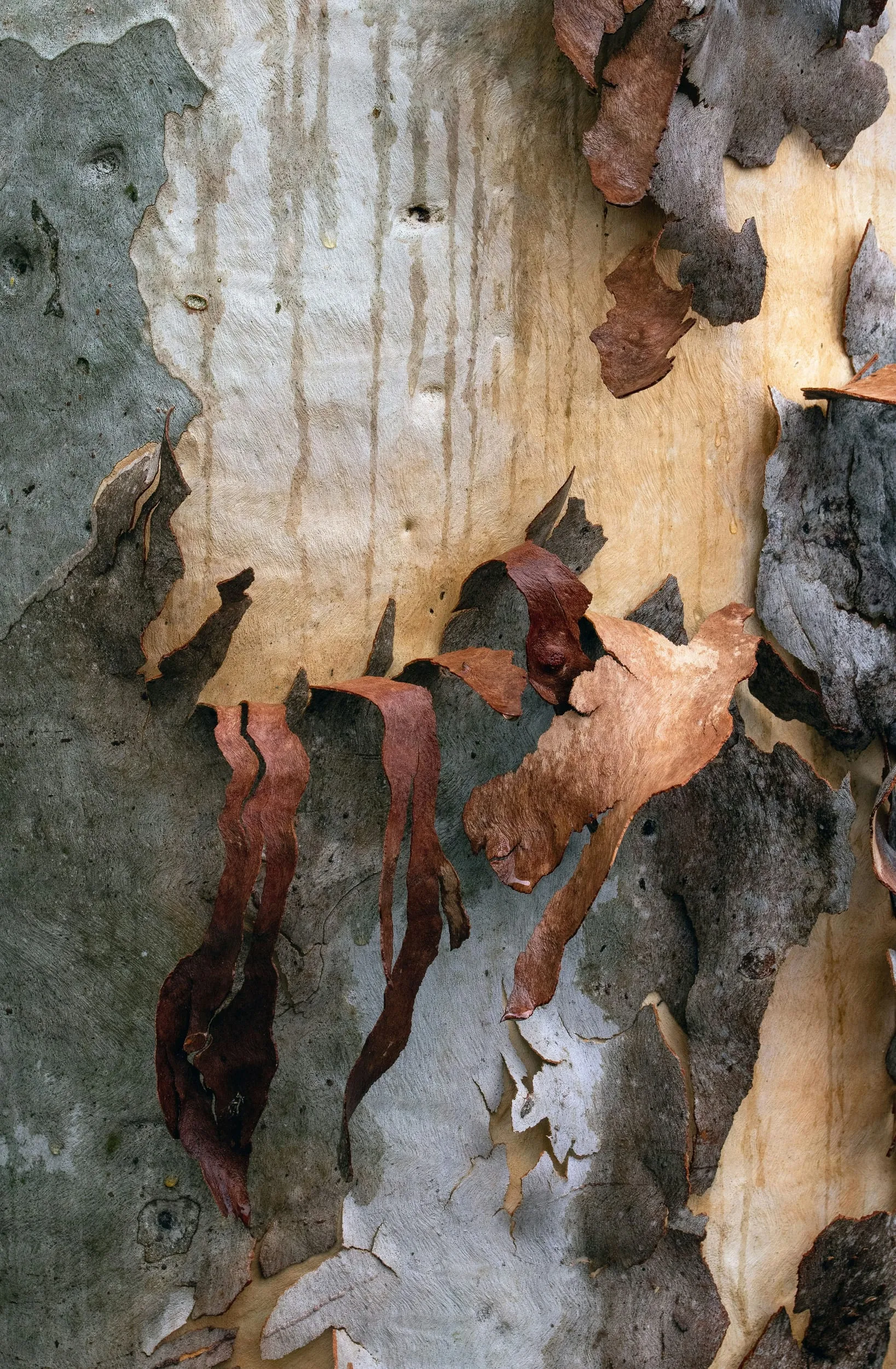 Gum bark peeling back in layers