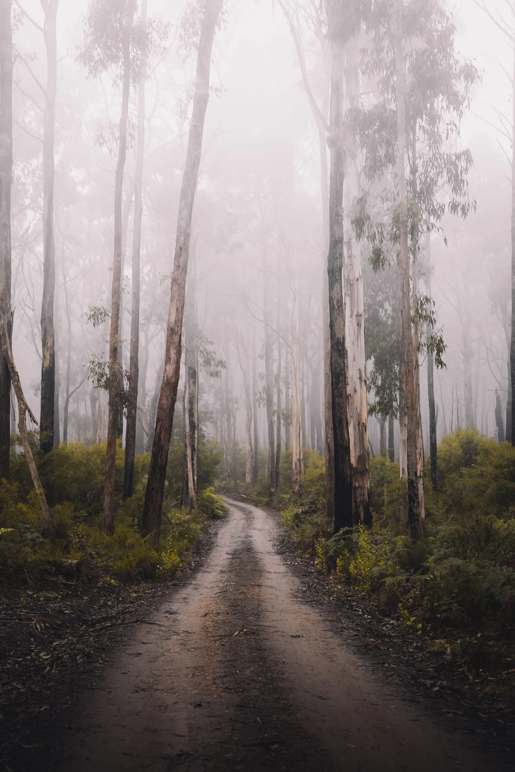 A wet track running between tall gums in heavy mist