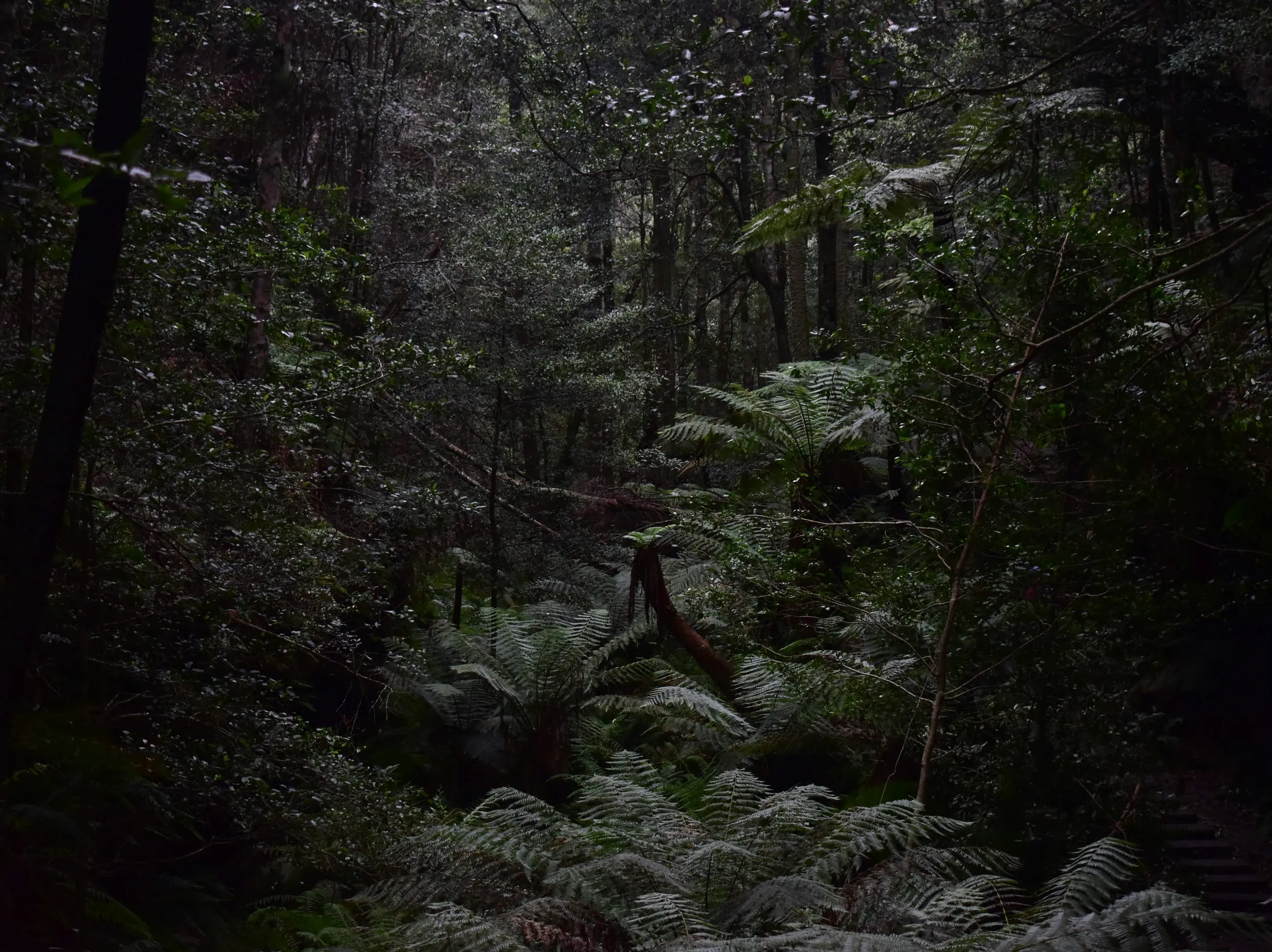 Dense tree ferns in dark temperate rainforest